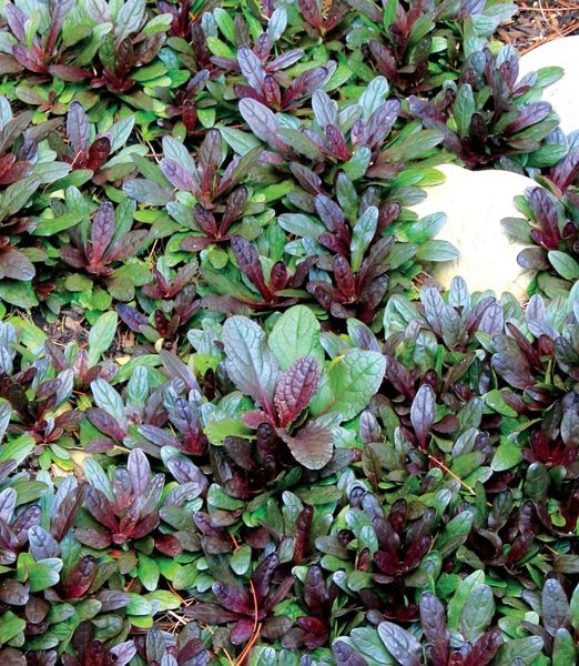 Ajuga 'Chocolate Chip'